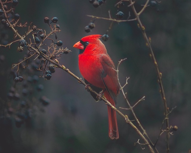 Cardinals contain ‘solid hobby’ in outmoded White Sox hurler, per insider