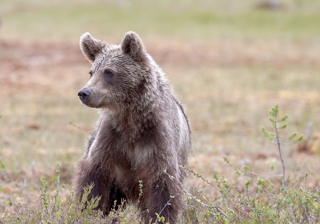 2024 NFL Hall of Standing Game odds:  wager Texans-Bears